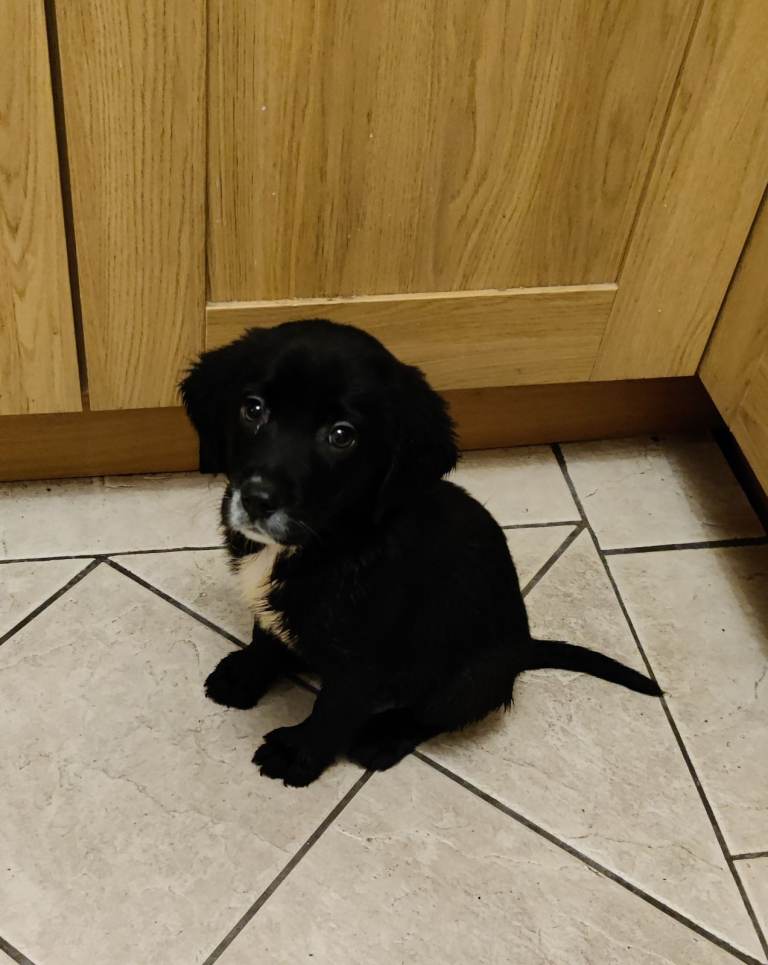 Beautiful Black Springador puppies [3F left]