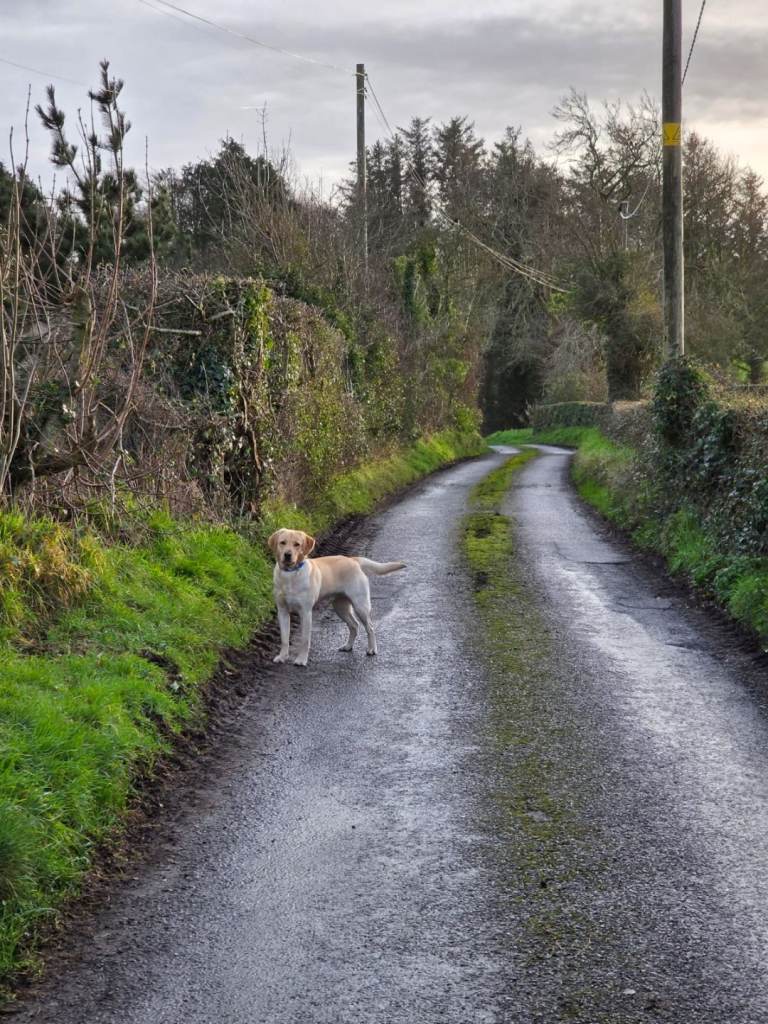 IKC PEDIGREE LABRADOR 