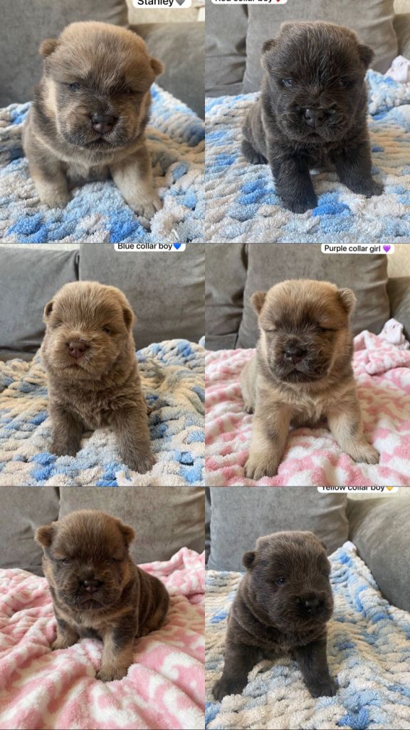 Chow chow puppies 