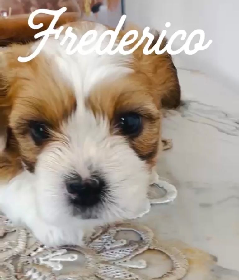 ♥️Shih Tzu 🐶 ❌ Bichon Frise🐶