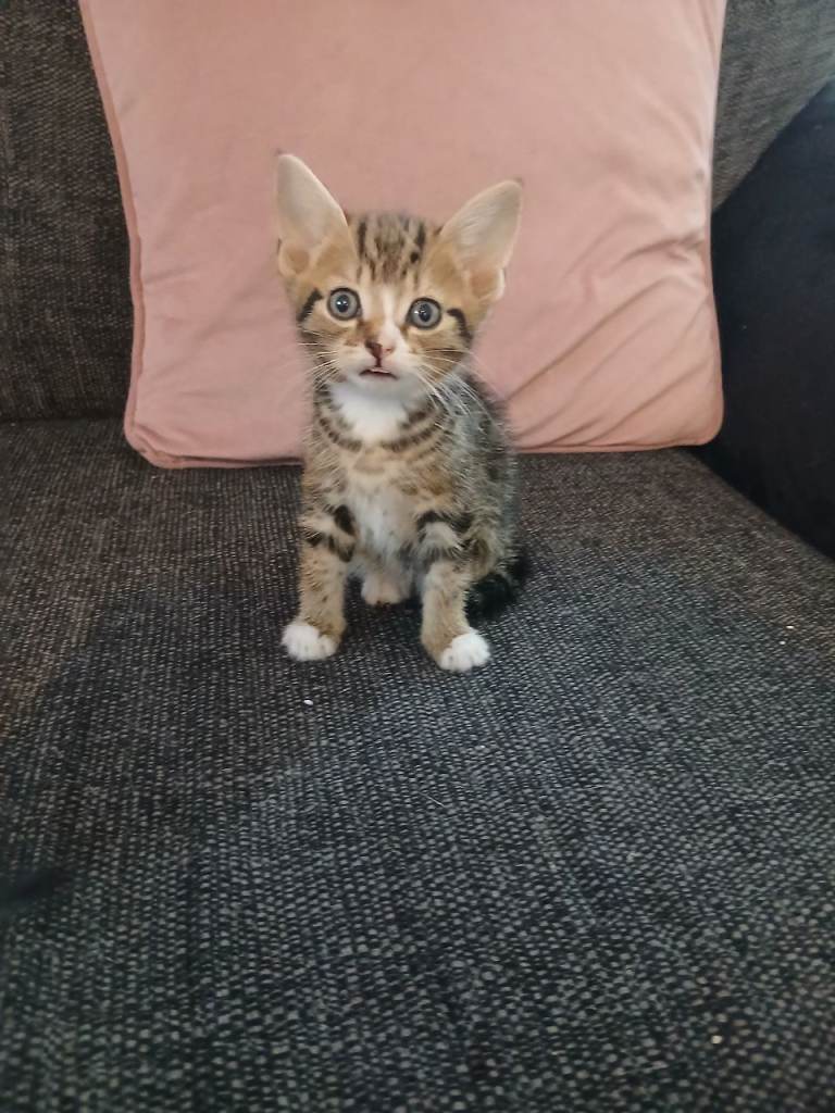 Tabby kitten