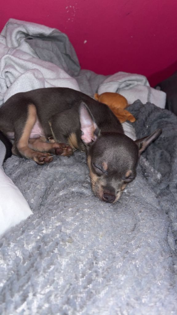 Beautiful blue coloured short hair Chihuahua ready for his new home