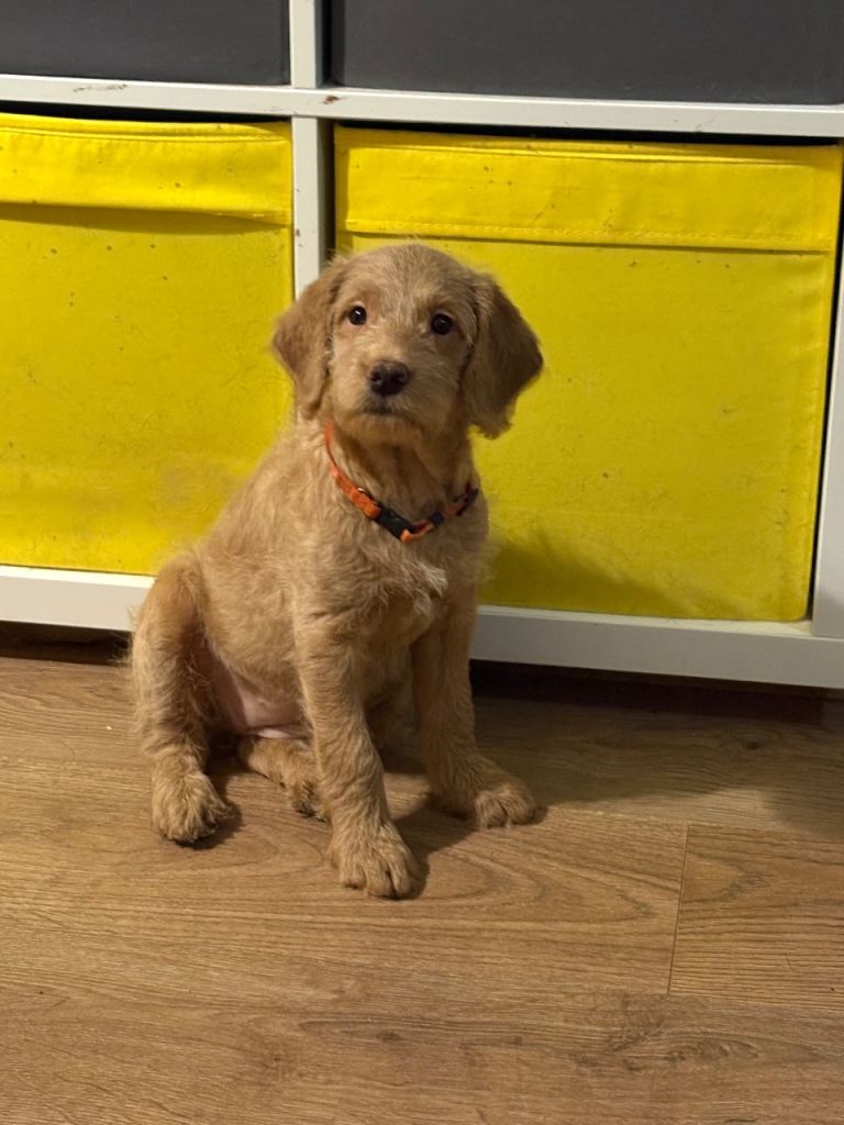 F1 Labradoodle *last girl* looking for forever home