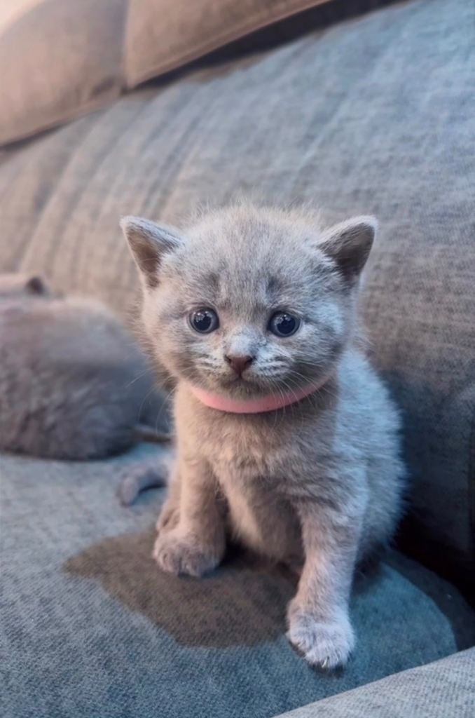 Kittens 