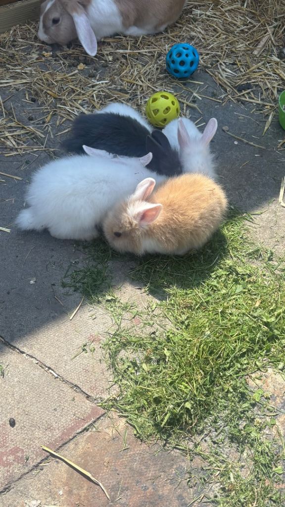 Rabbits 