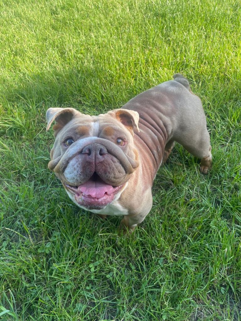 English bull dog 