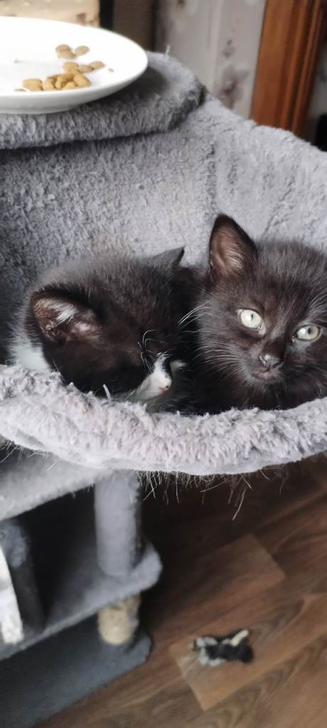 8 kittens 30 pound each  
