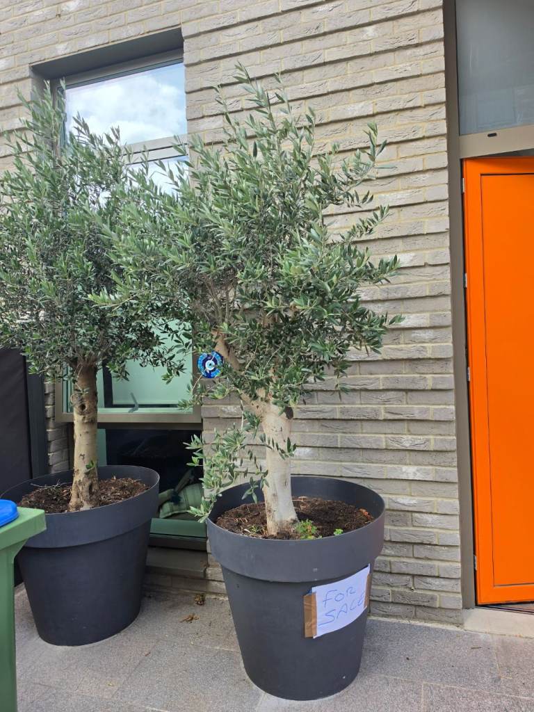 Two Healthy Olive Trees in Large Black Pots