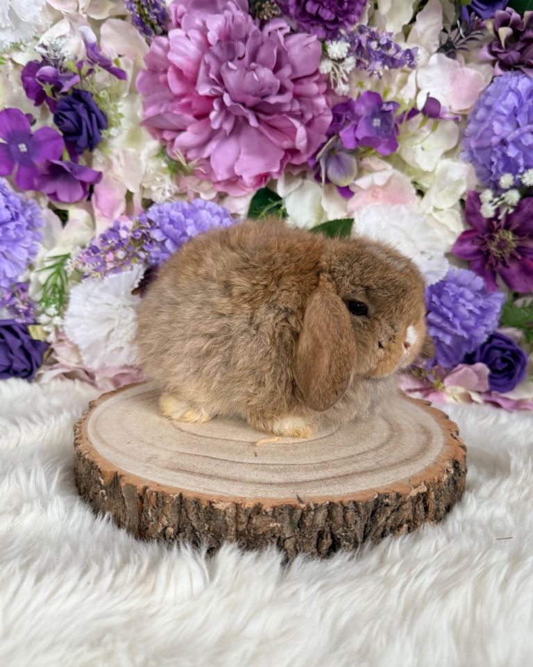 💜 Mini Lop - READY NOW 💜 xxx