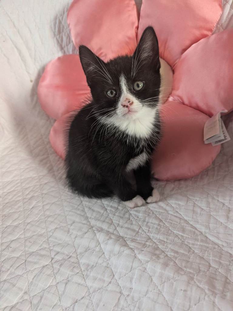 Kitten for sale 