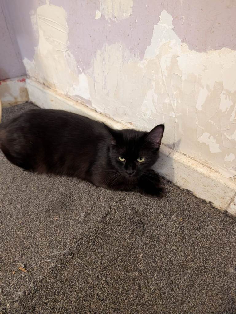 Black mainecoon cross