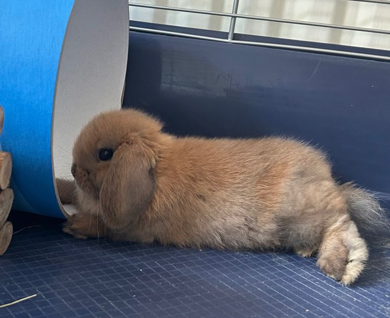 12 week old male mini lop