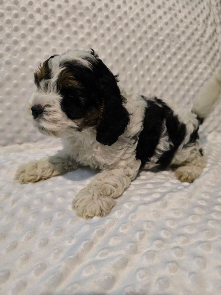 American cocker spaniel x poodel