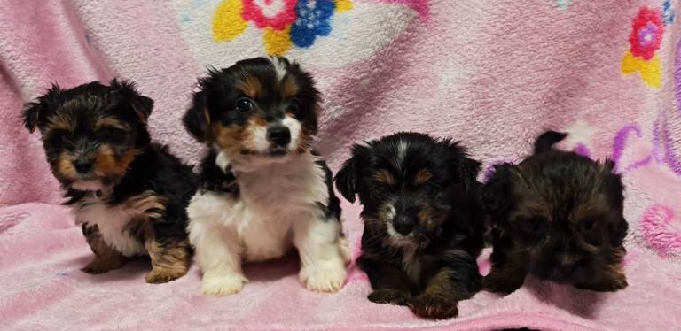 Colourful Yorkshire terriers (Biewers). Non casting hypoallergenic small breed
