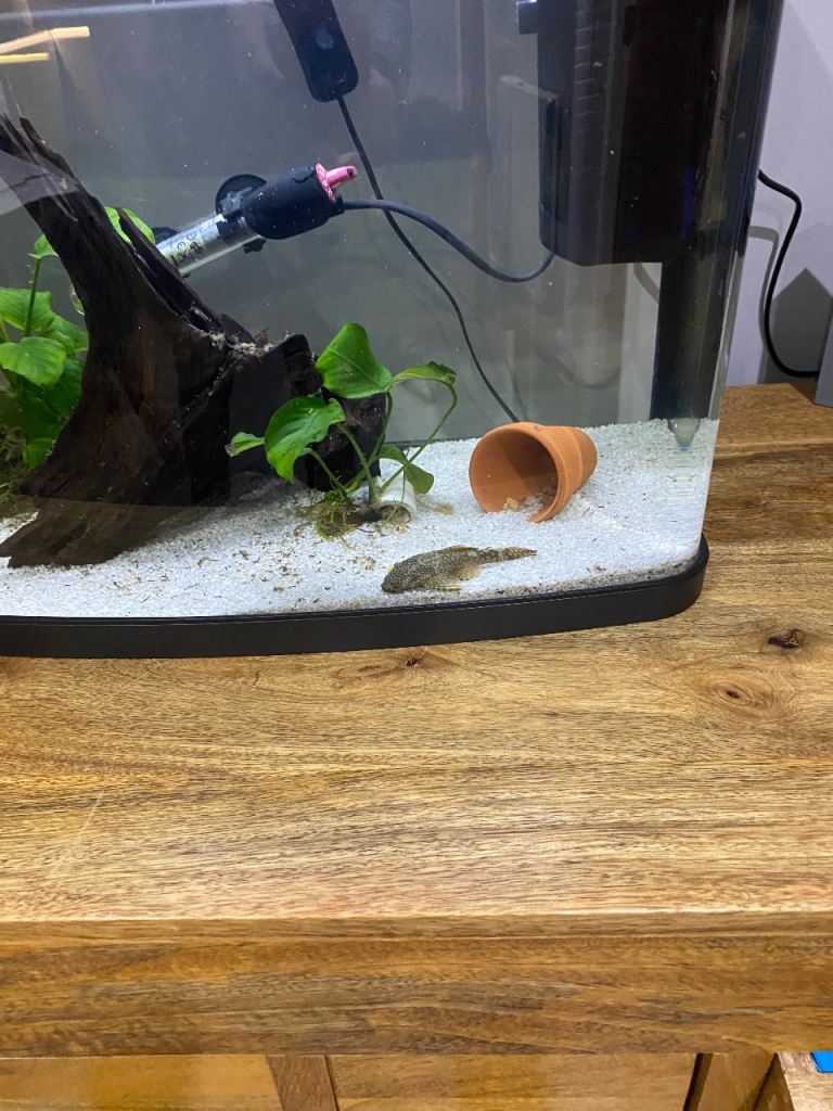 Female bristlenose catfish and 40 litre tank. 