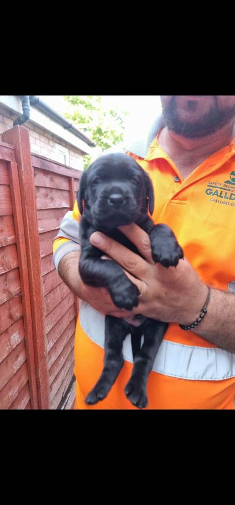 Black labrador
