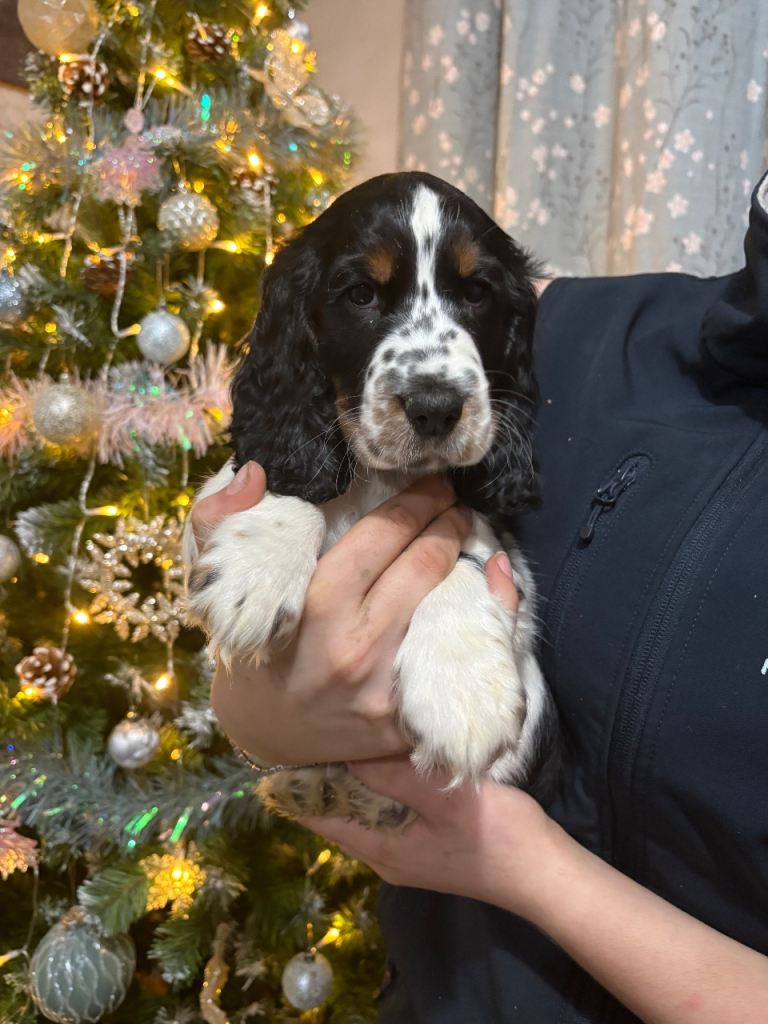 Stunning show cocker spaniels 