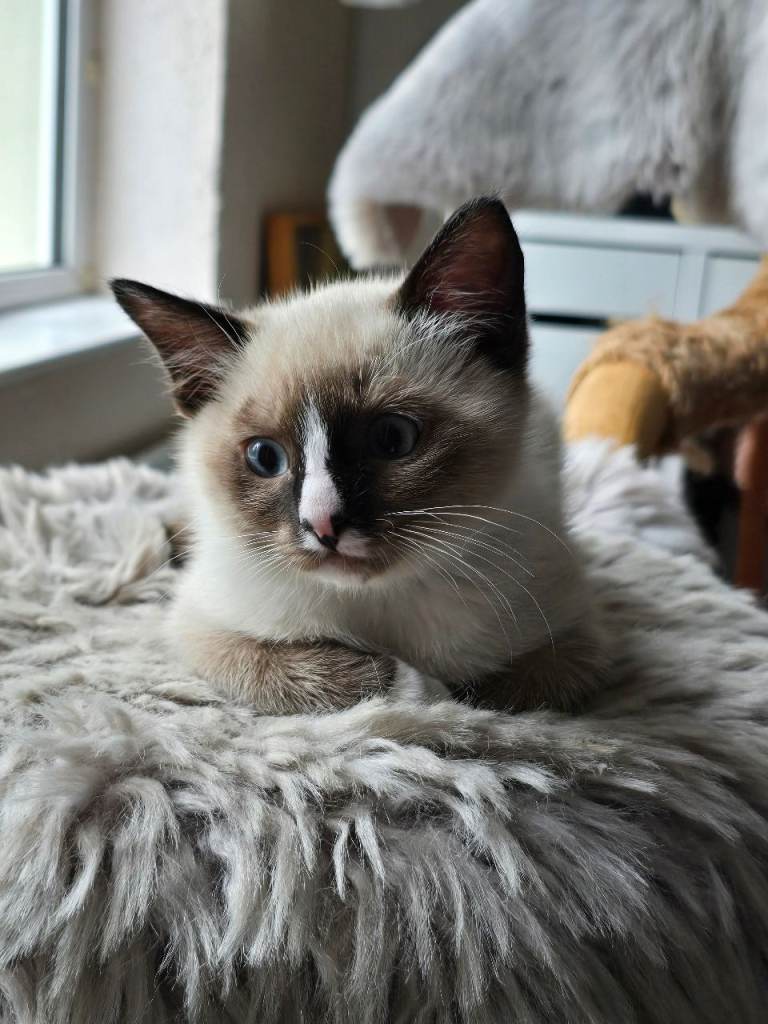Ragdoll kittens