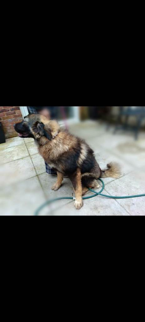 Russiann Caucasian shepard