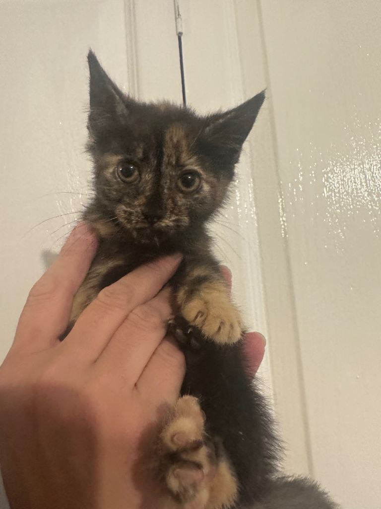 8 week calico for sale and one black and white