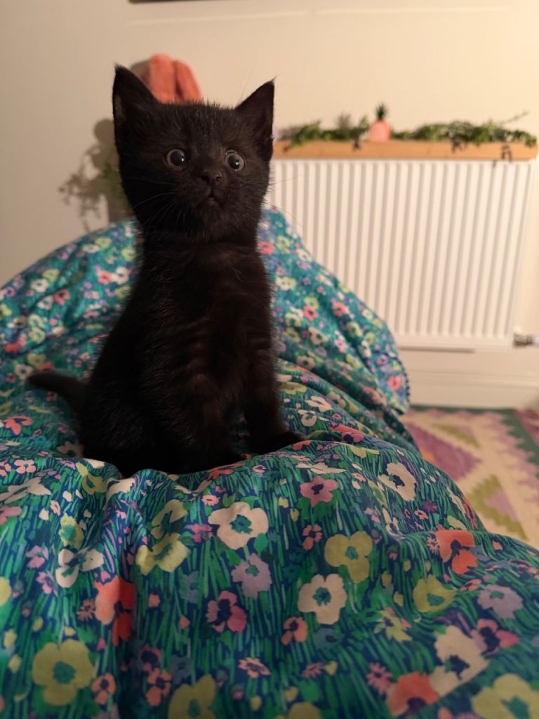 Male Black kitten
