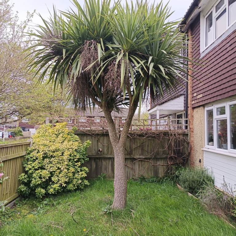 Large cordyline tree 
