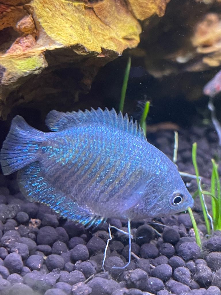 Dwarf gourami