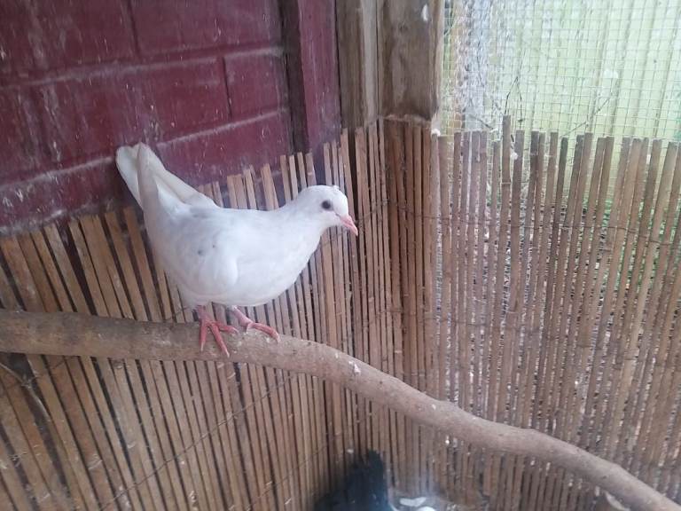 Young pigeons for sale 
