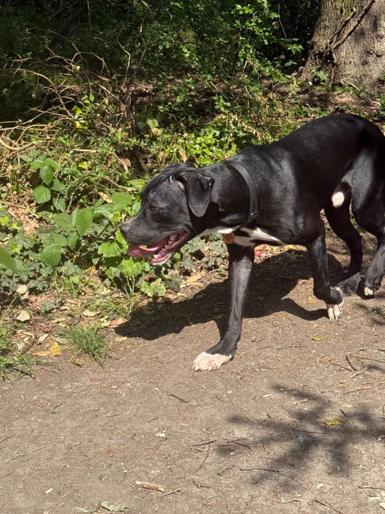 Friendly dog needs rehousing ASAP