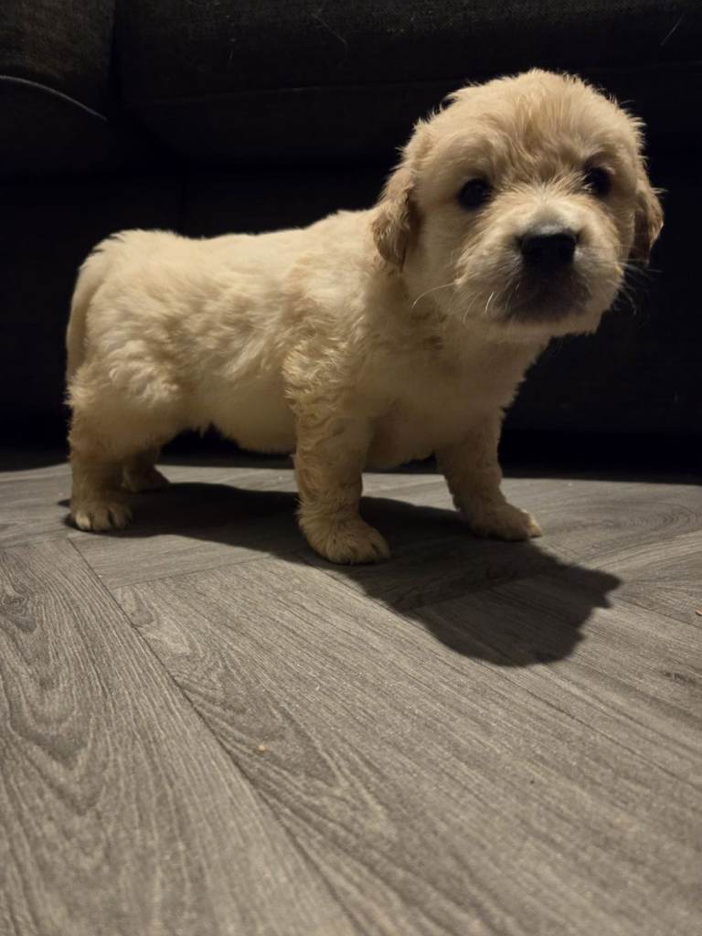 Golden retriever pups