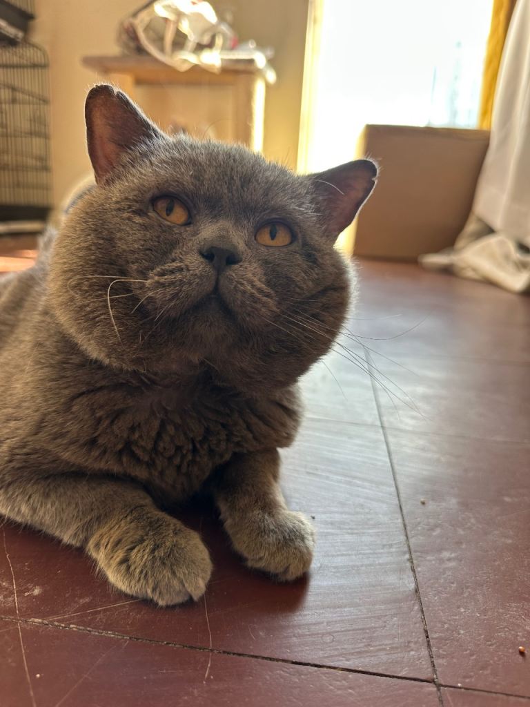 Male British shorthair