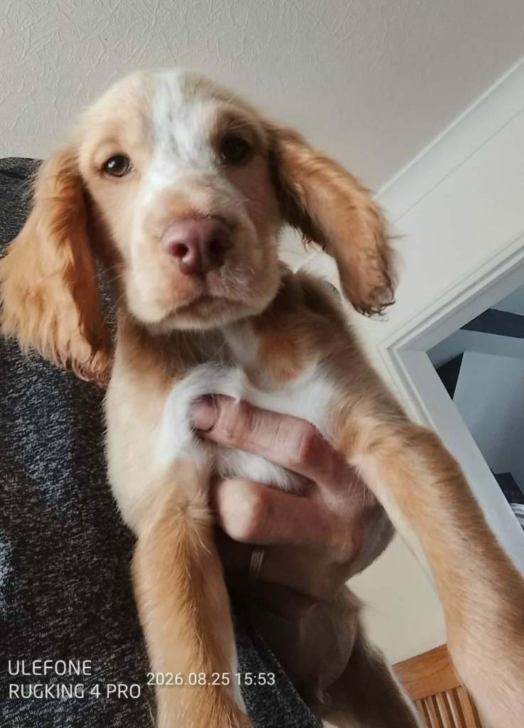 Puppy