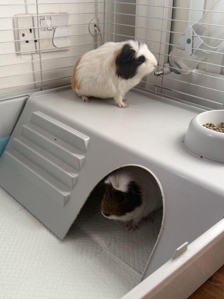 🐹💕 Two sweet guinea pig sisters with cage looking for a loving new home! 💕🐹
