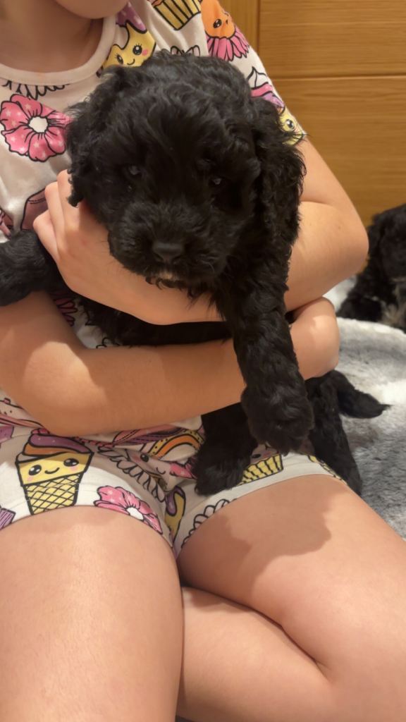 Cockapoo puppies 