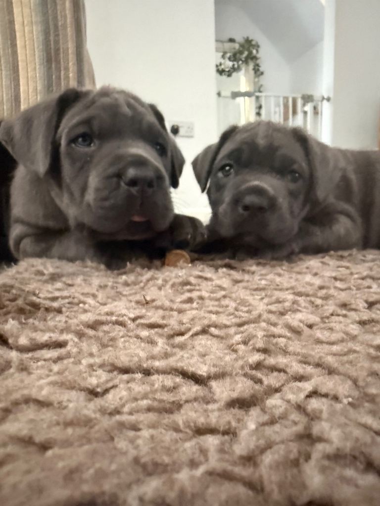 Cane corse and mastiff 