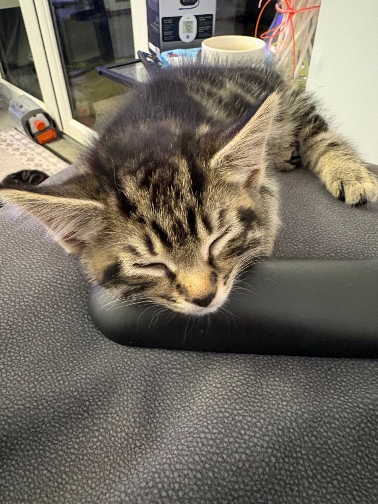 Tabby kittens 