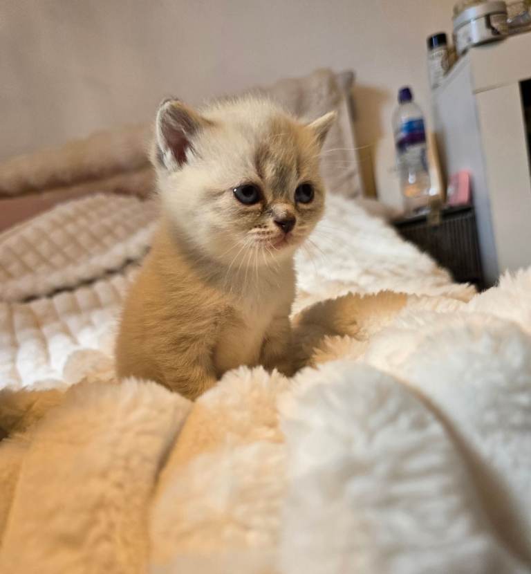 British Shorthair X Persian Kittens 