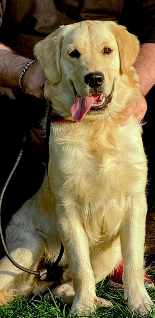 Golden retriever 