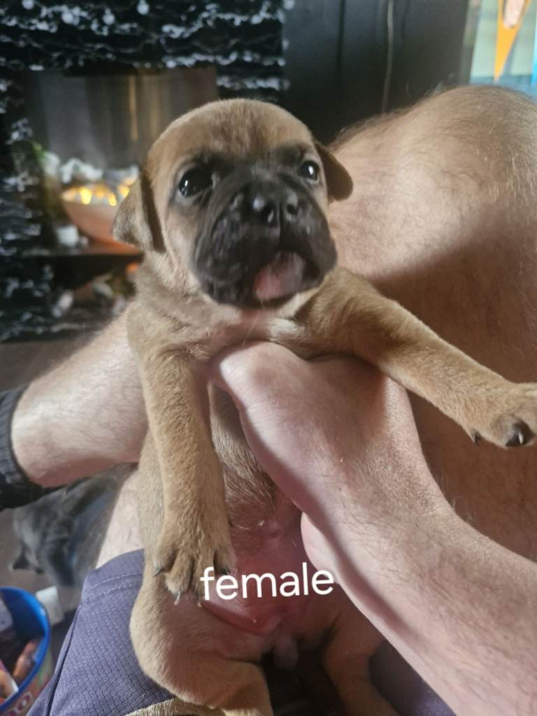 Fraffy pups for sale 500 -700