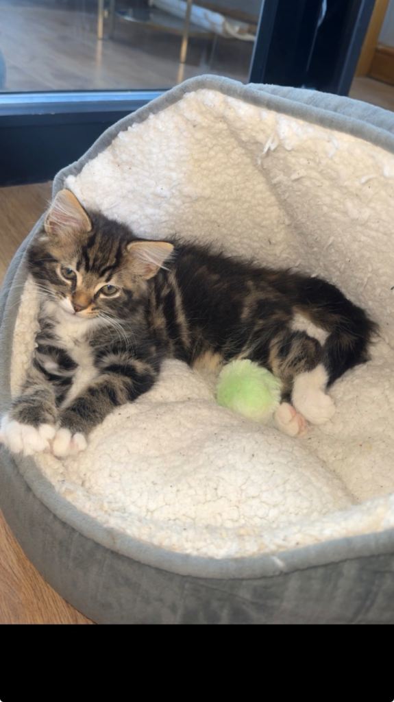  Kitten 