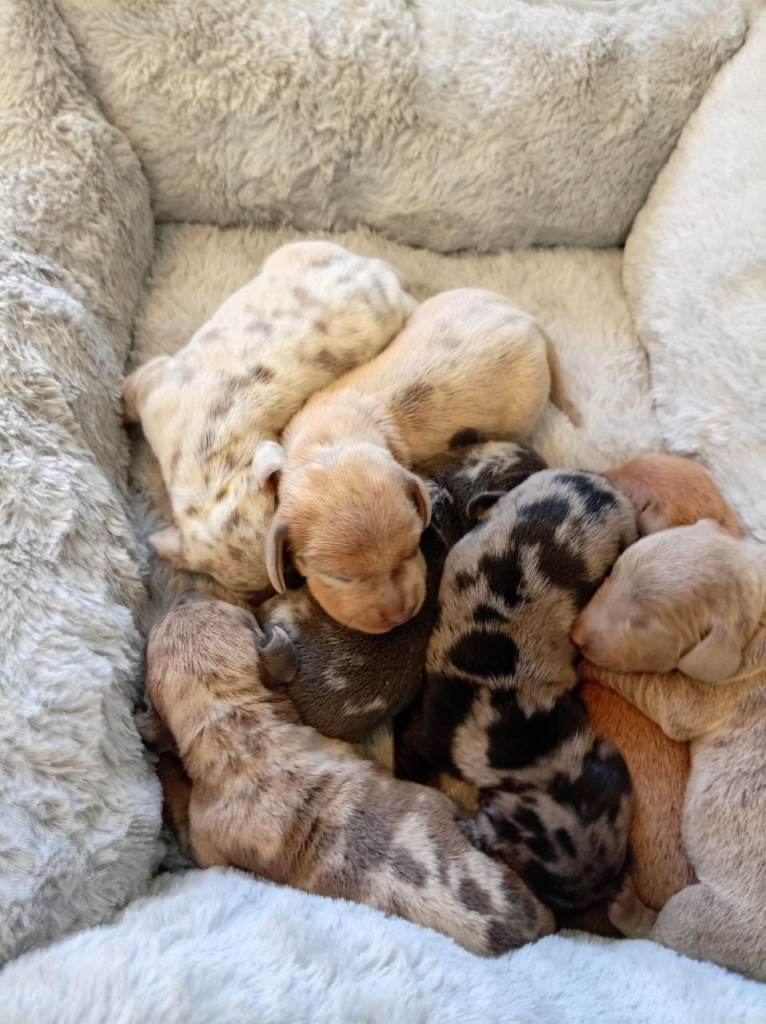 Miniature Dachshund 