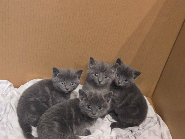 British shorthair kittens