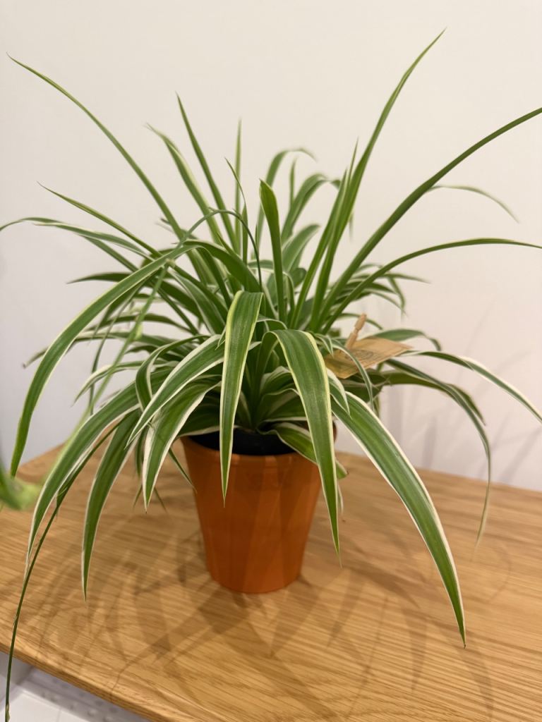 Spider plant