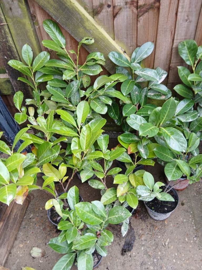 8 x Small laurel hedging very healthy collection only