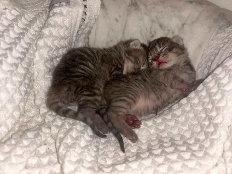 4 Kittens looking for homes in 6 weeks! 