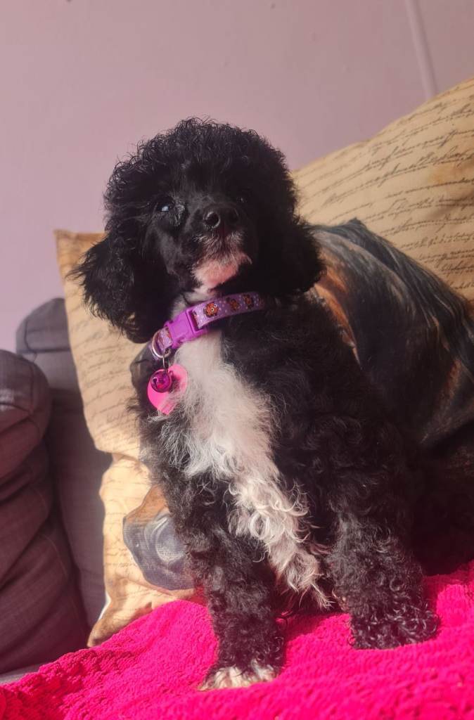 Toy poodle pups