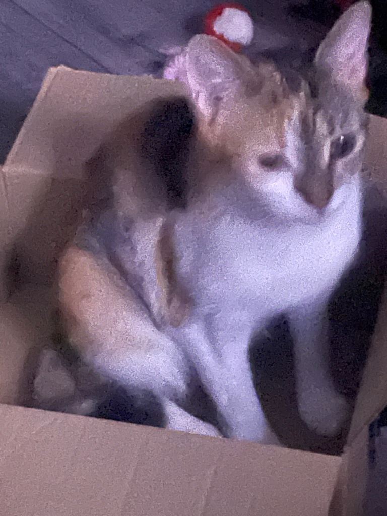 Female cat