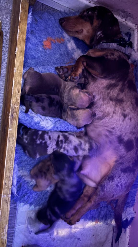 Mixed litter of beautiful dachshunds