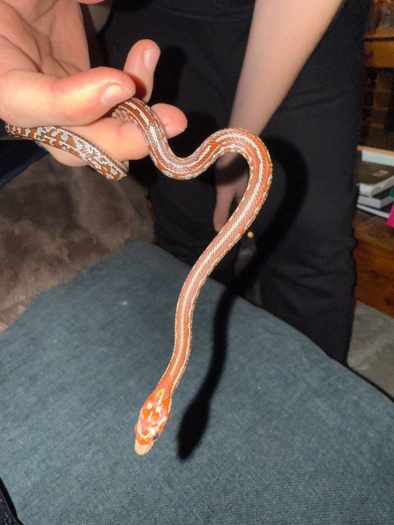 Corn snake 