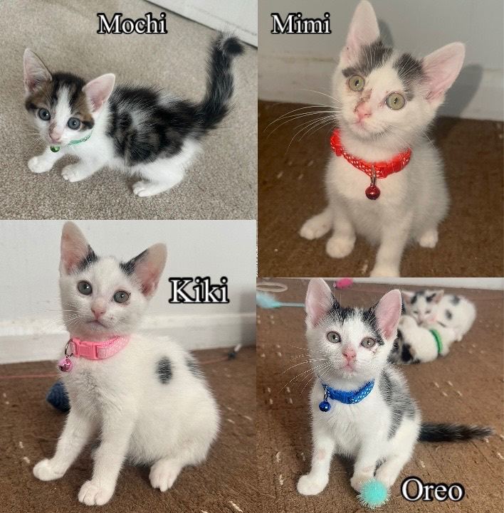 White Black Brown and grey Kittens